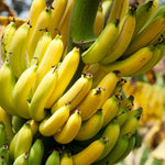 Musa acuminata banana seeds for tropical garden planting