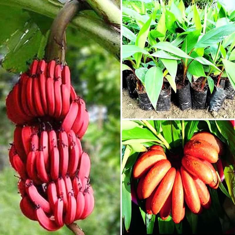 Musa Acuminata Red Banana plant grown from seeds