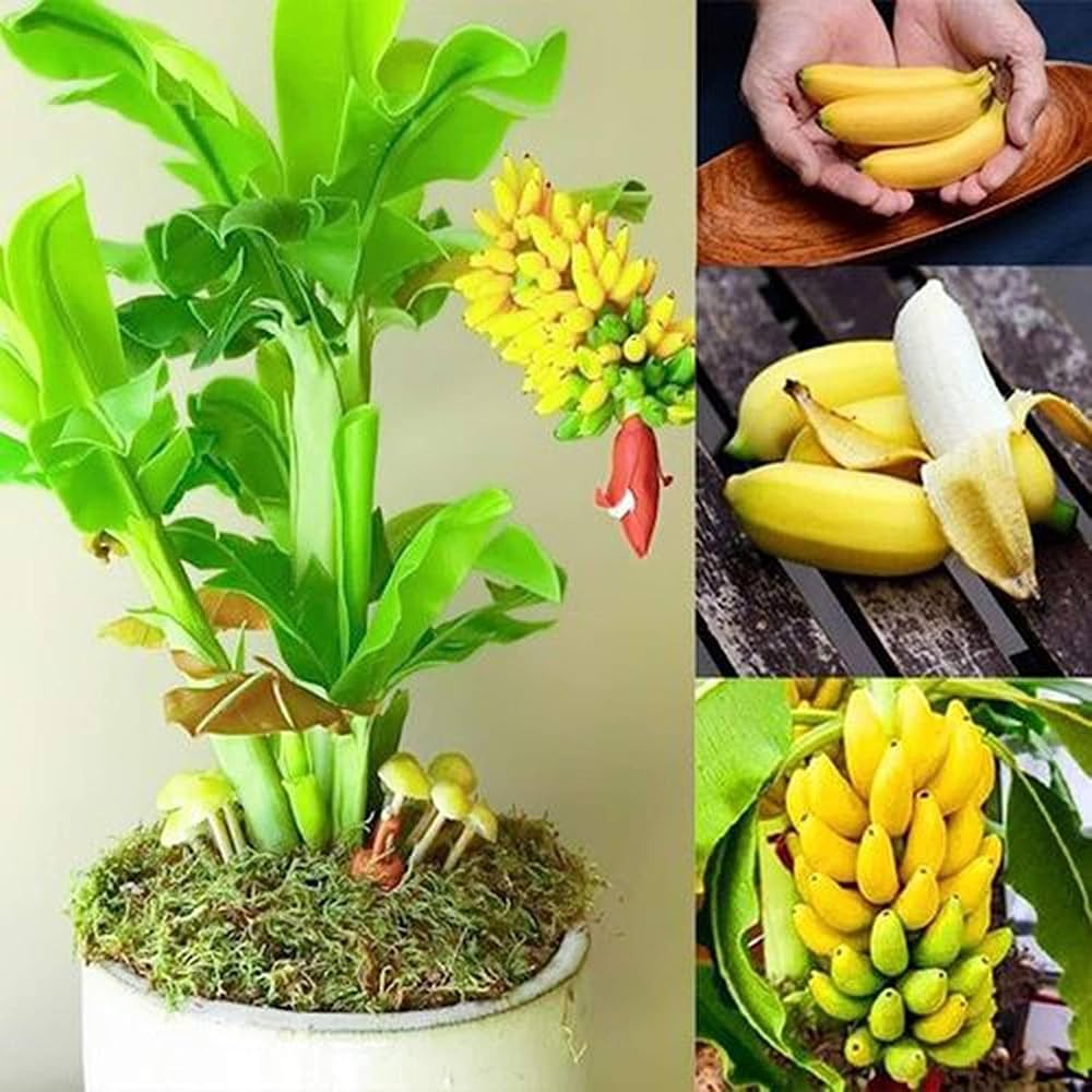 Musa acuminata seedlings growing from banana seeds