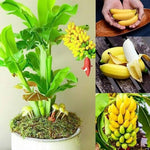 Musa acuminata seedlings growing from banana seeds