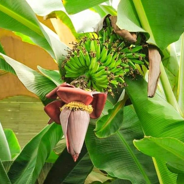 Musa acuminata seedlings for home garden planting
