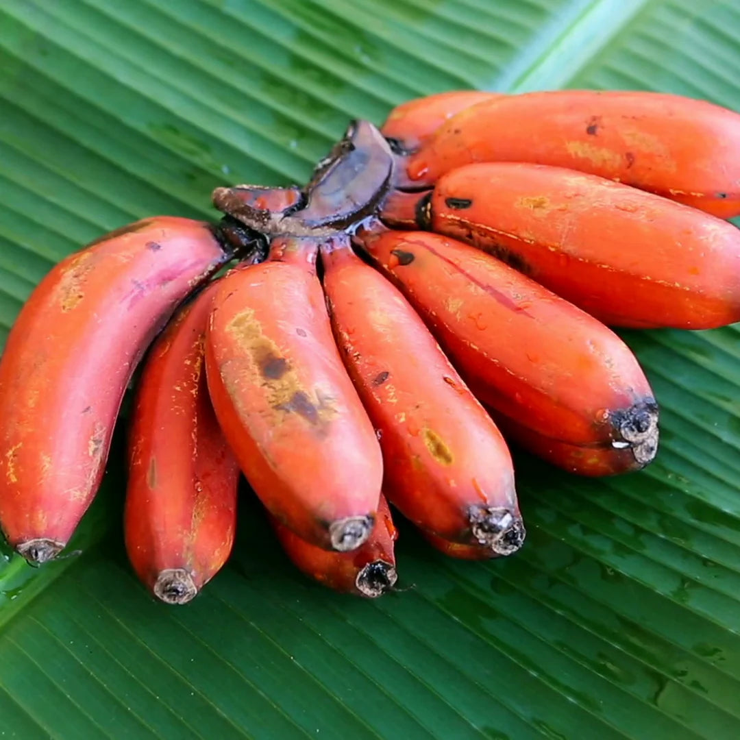 Musa Acuminata seeds for backyard planting