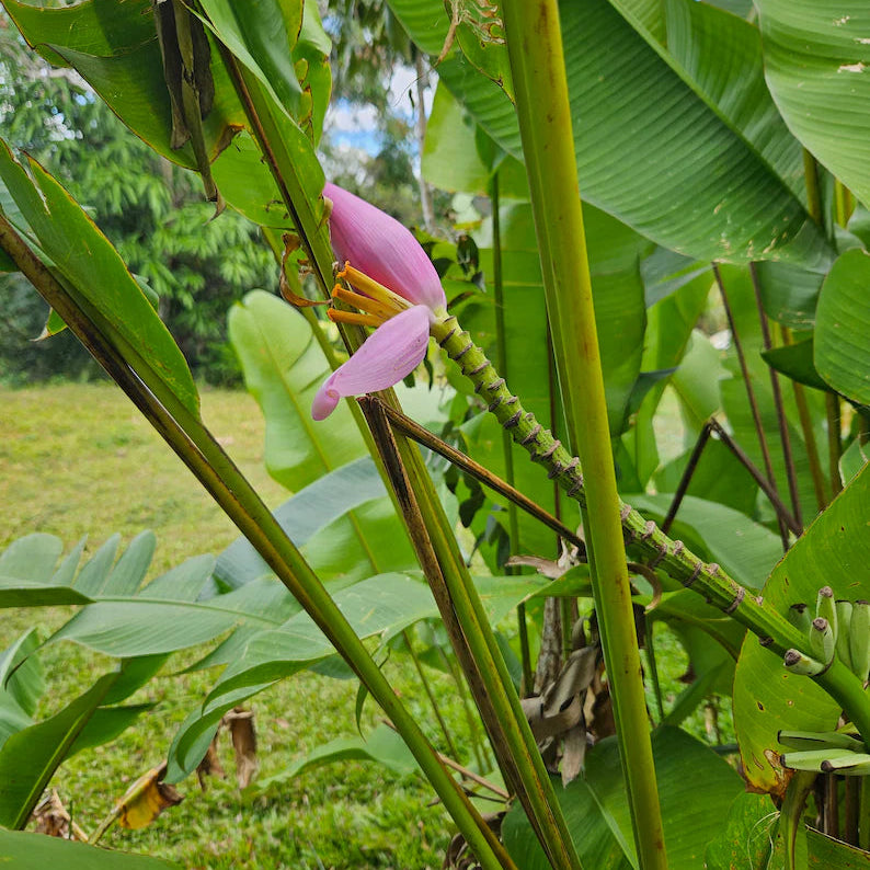 Musa ornata tropical plant with vibrant ornamental flowers
