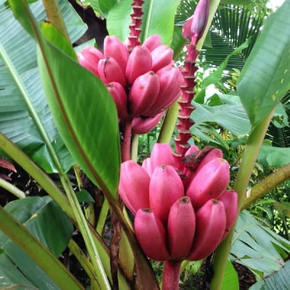 Musa Velutina banana seeds for planting ornamental banana tree