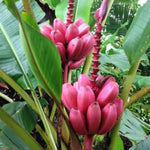 Musa Velutina banana seeds for planting ornamental banana tree