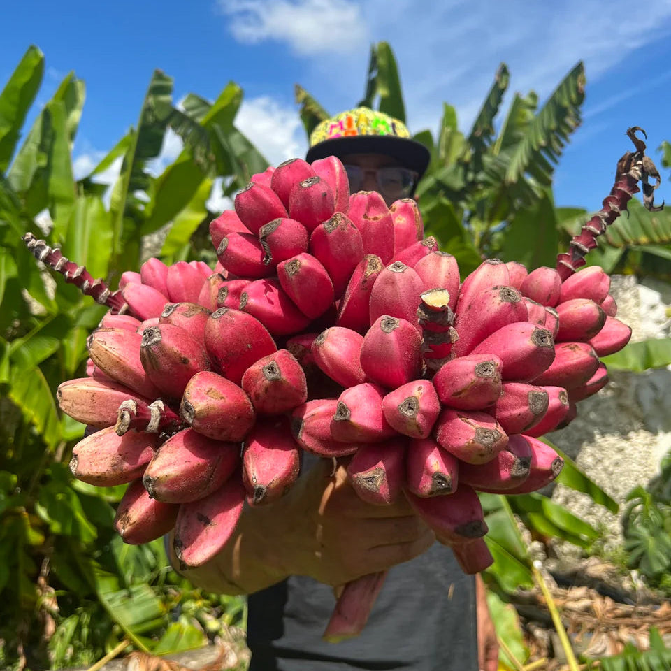 Banana tree seeds germination Musa Velutina tropical plant
