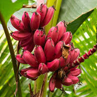 Pink ornamental banana plant grown from seeds