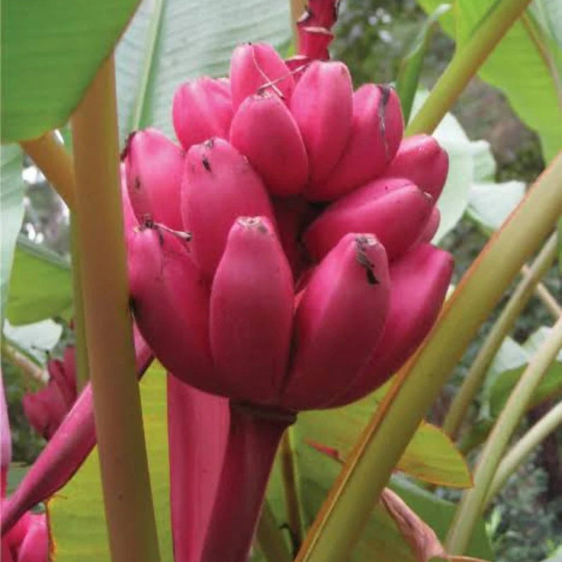 Musa velutina pink fruit on ornamental pink banana plant