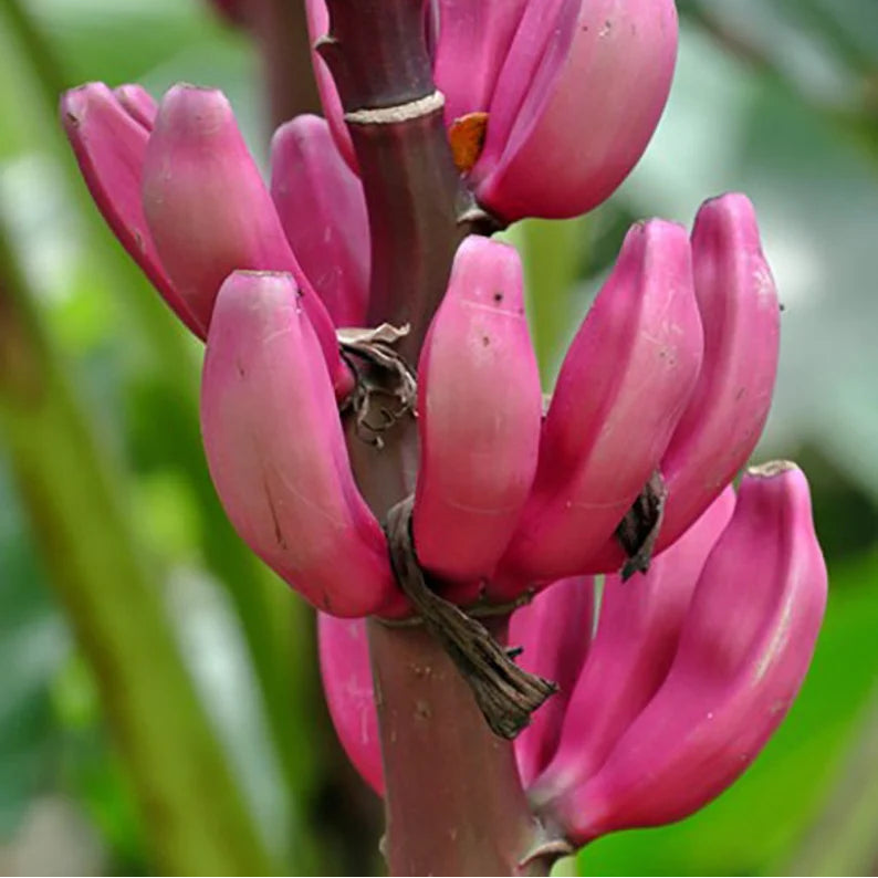 Musa velutina seeds pink banana seeds for tropical garden planting
