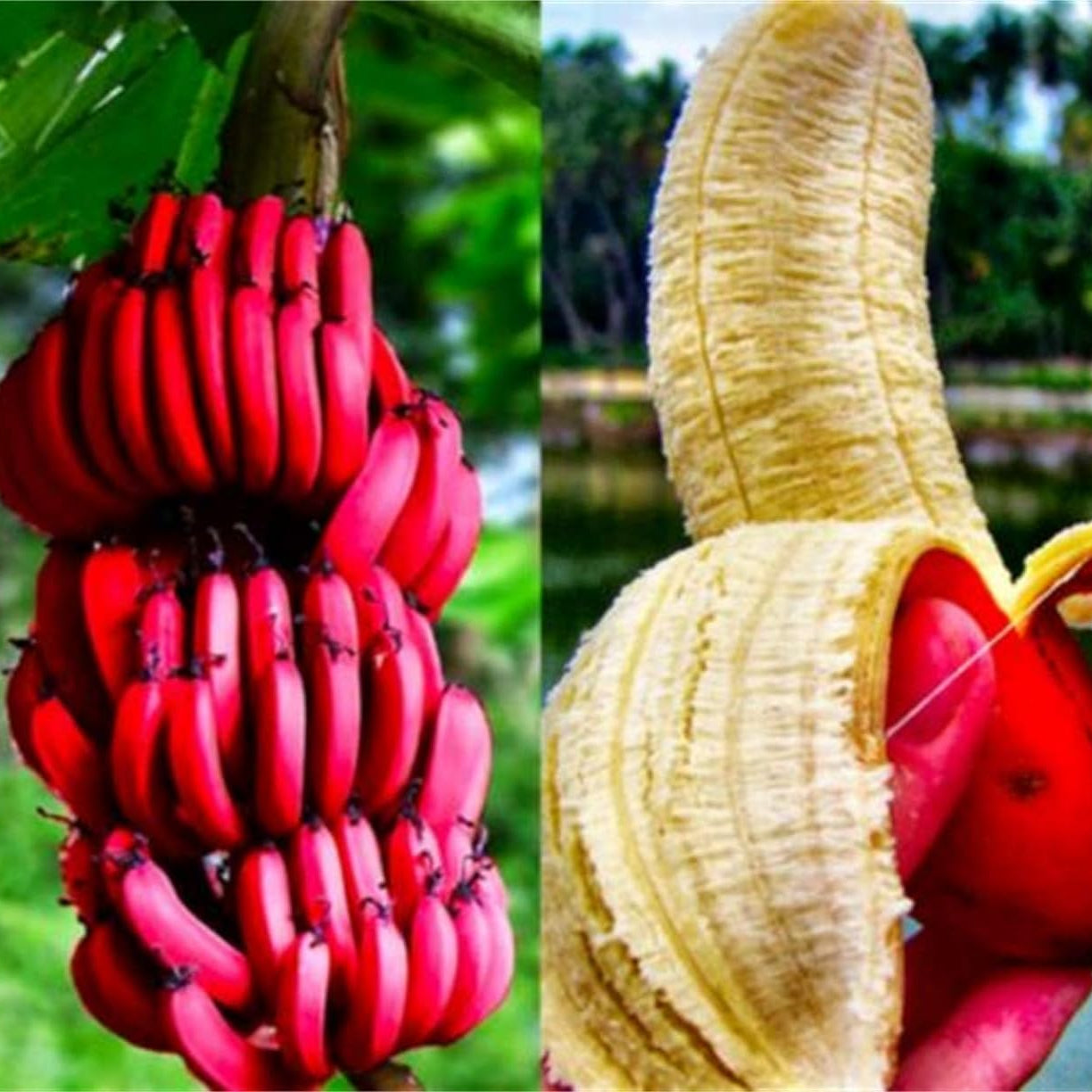 Musa Velutina banana tree outdoor tropical garden