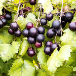 Muscadine grape seeds vitis rotundifolia for home gardening
