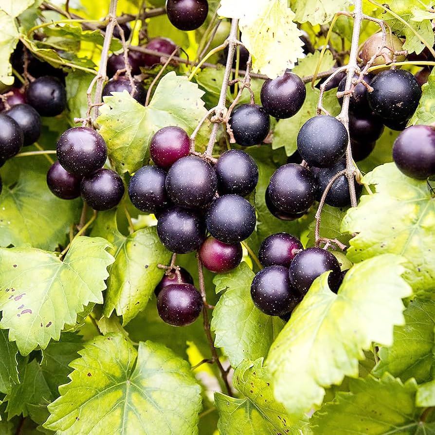 Muscadine grape seeds vitis rotundifolia for home gardening