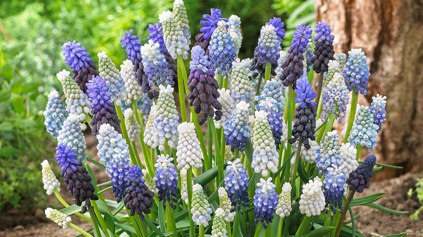 Grape Hyacinth Bulbs (Muscari) - Delft Blue Mix