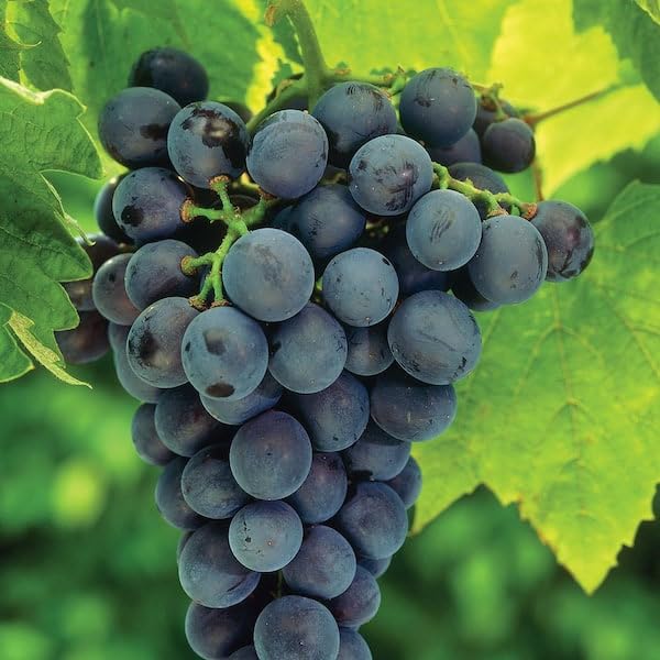 Muscat Grapes Grown from Seeds Sweet Aromatic Grapes