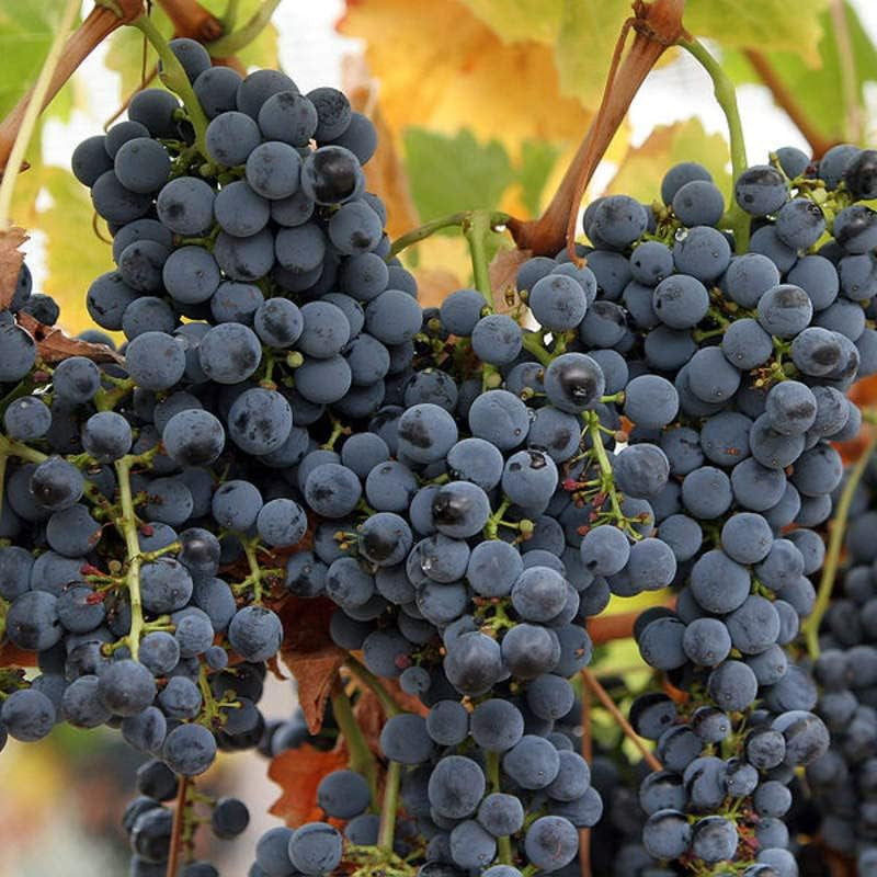 Muscat Grape Seeds for Planting Non GMO Heirloom Grape Seeds