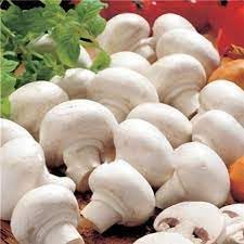Mushroom Seeds for Gardening, 100 Pcs pcs - Dharaseeds