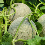 Muskmelon cantaloupe seeds Blue type for easy planting