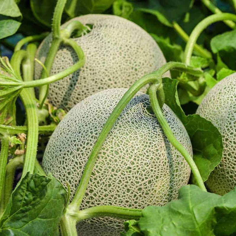 Muskmelon cantaloupe seeds Blue type for easy planting