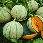 Muskmelon Retato seeds Cucumis melo for planting in summer garden