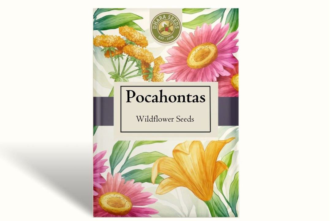 Pocahontas Windflower Seeds