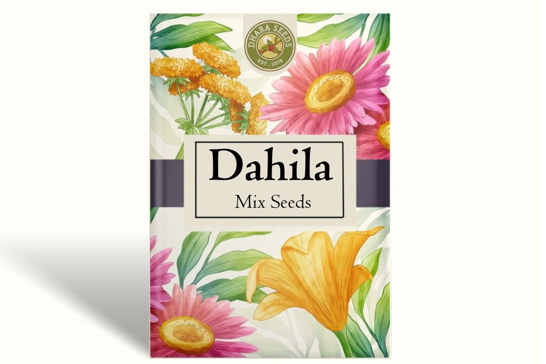 Dahlia Seeds (Ball & Decorative) - Shirley Mix