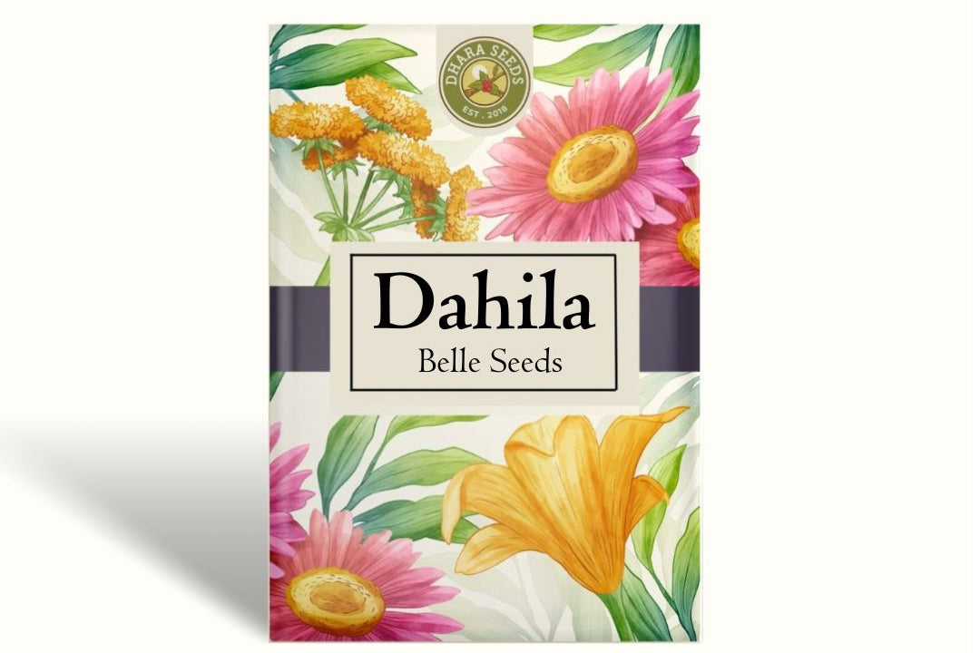 Dahlia Seeds (Dinnerplate) - Belle of Barmera