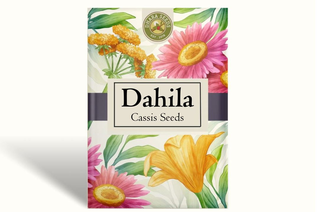 Dahlia Seeds (Waterlily) - Creme de Cassis