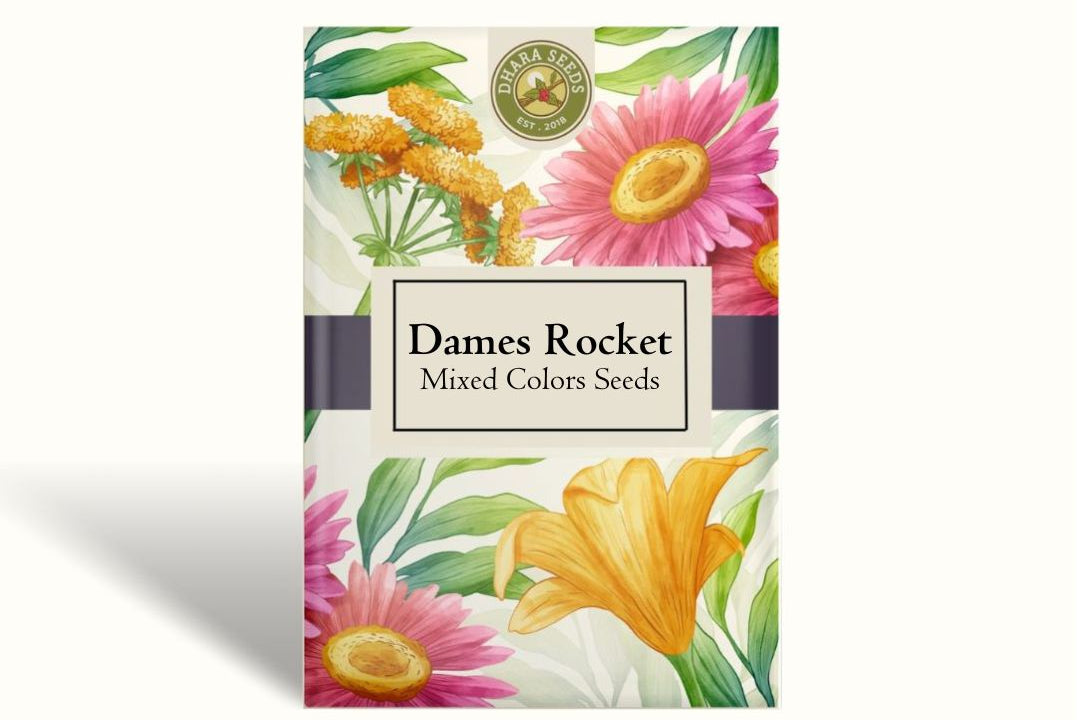 Dames Rocket Seeds - Mixed Colors