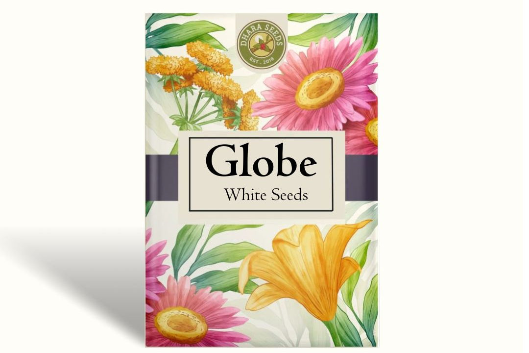 Globe Amaranth White