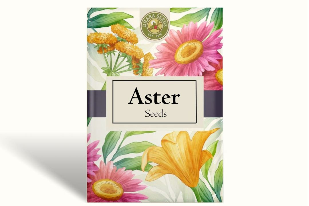 Aster Seeds (Peony Duchess) - Apricot