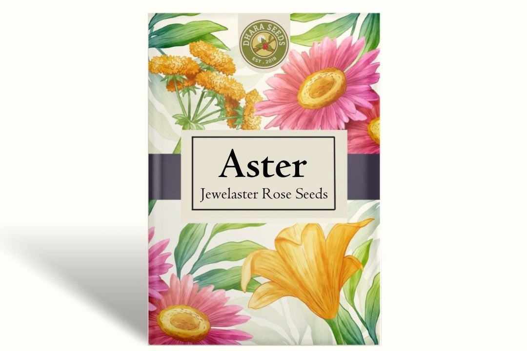 Aster Seeds (Semi-Dwarf) - Jewelaster Rose