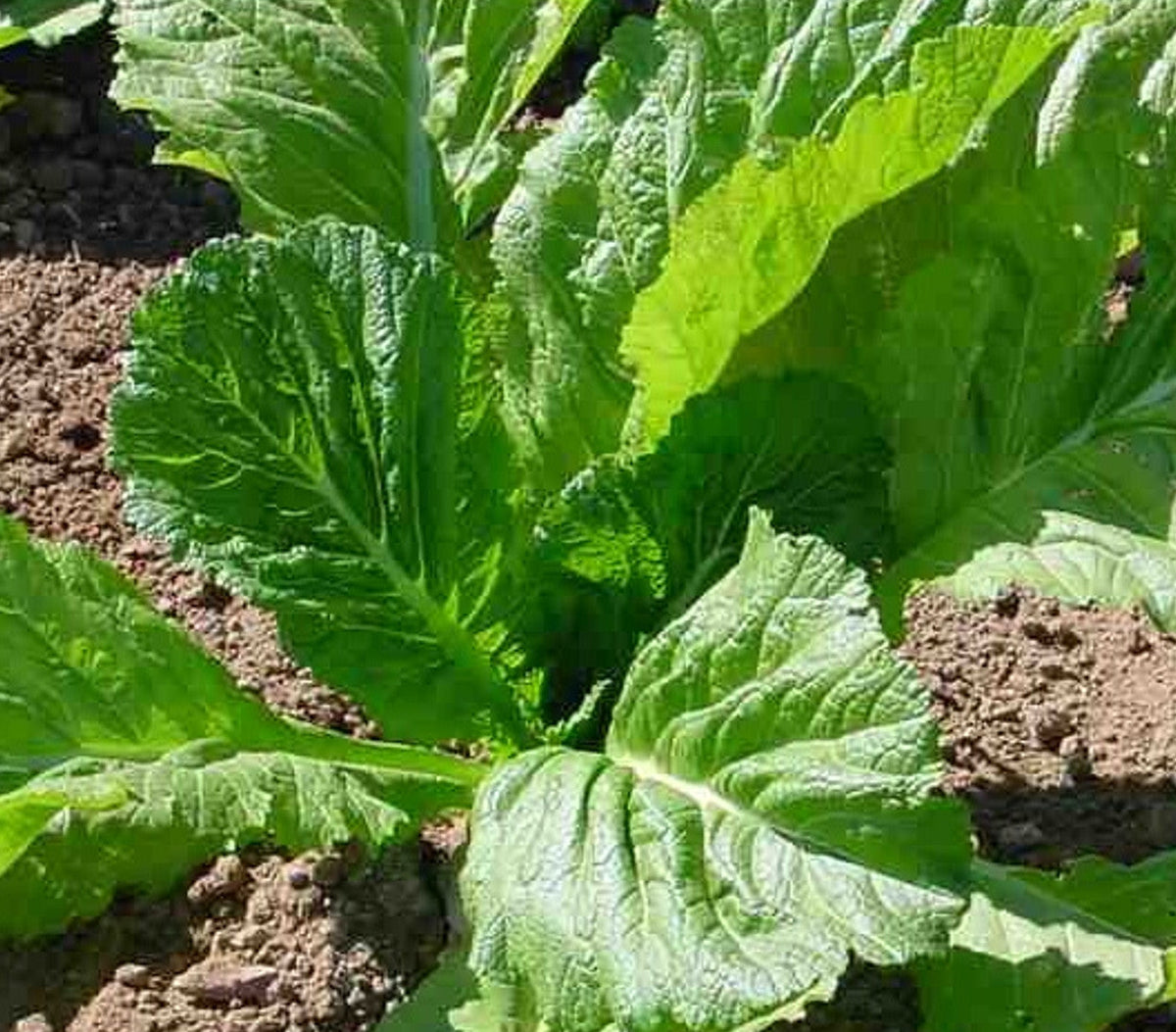 Mustard greens seeds with fast germination and vigorous growth
