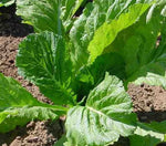 Mustard greens seeds with fast germination and vigorous growth