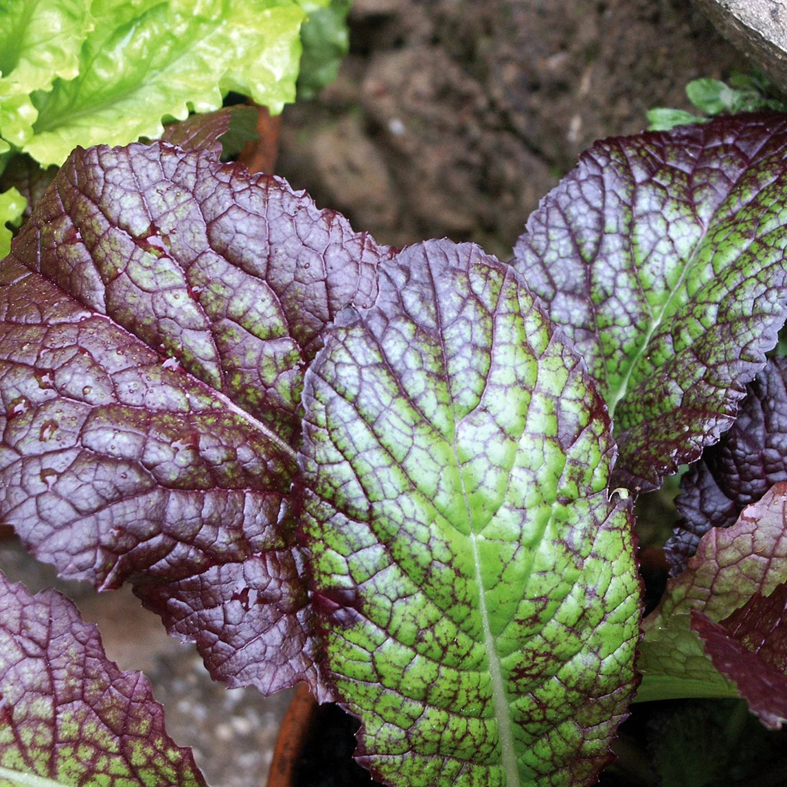 Mustard Greens Seeds suitable for container gardening and raised beds
