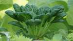 Mustard Greens Seeds Planting Guide for US Zones 3 to 10