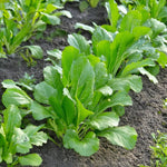 Savanna variety mustard greens seeds high yield