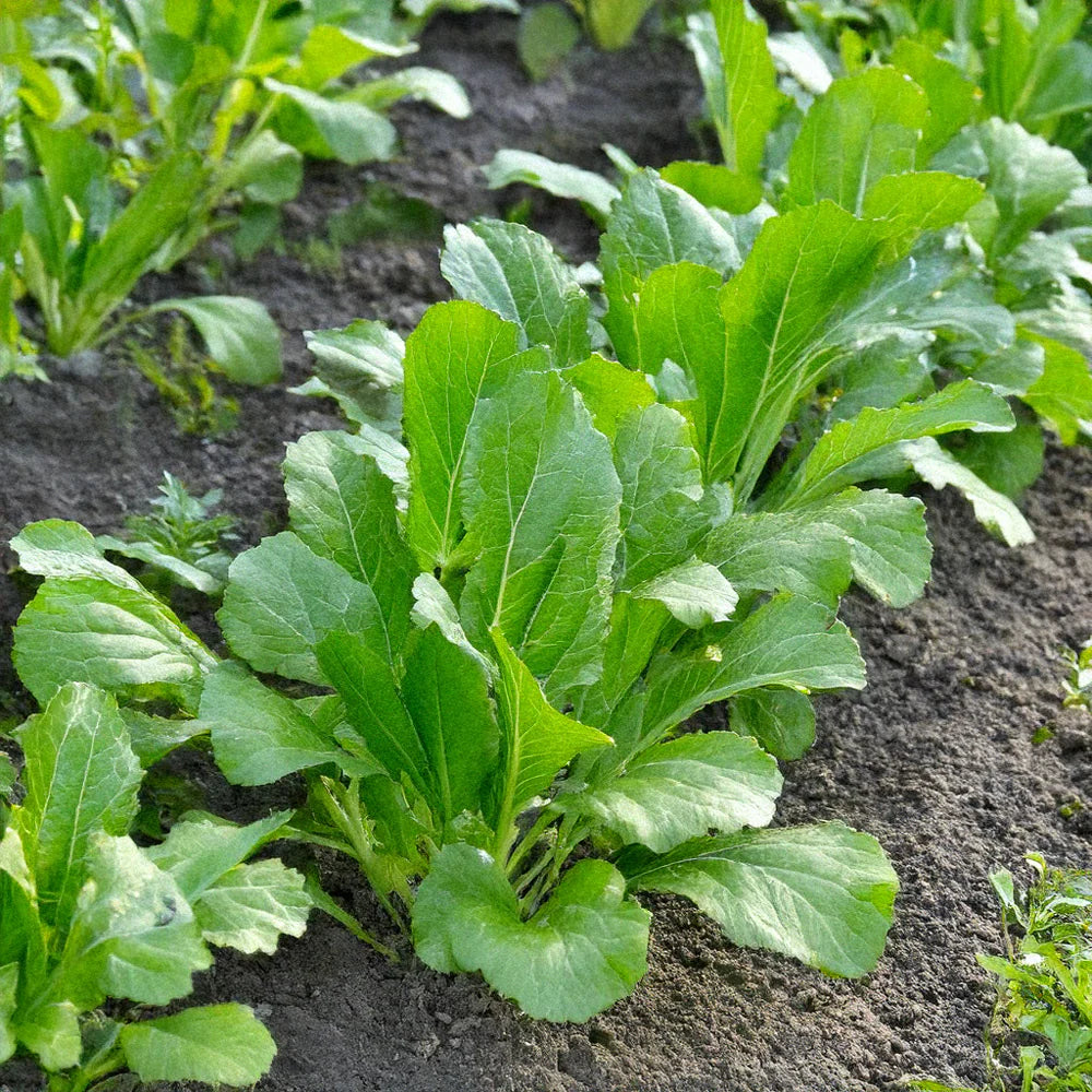 Savanna variety mustard greens seeds high yield