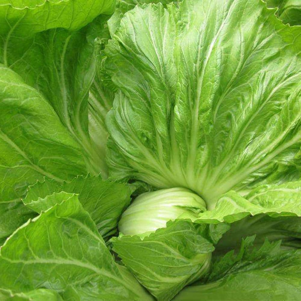 Mustard greens seeds for vegetable patch planting