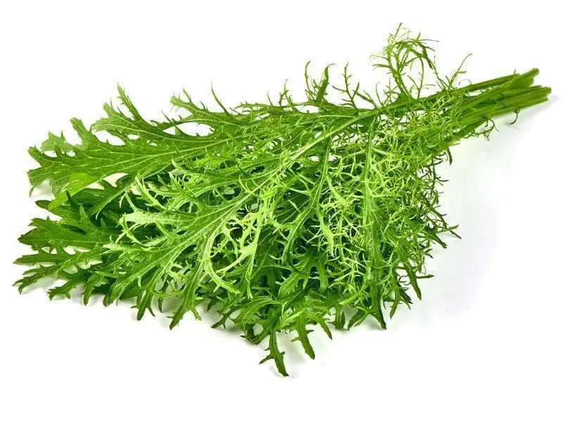 Lime Streaks Mizuna Mustard Seeds for Microgreens and Culinary Gardens – Fresh Herb for Your Garden