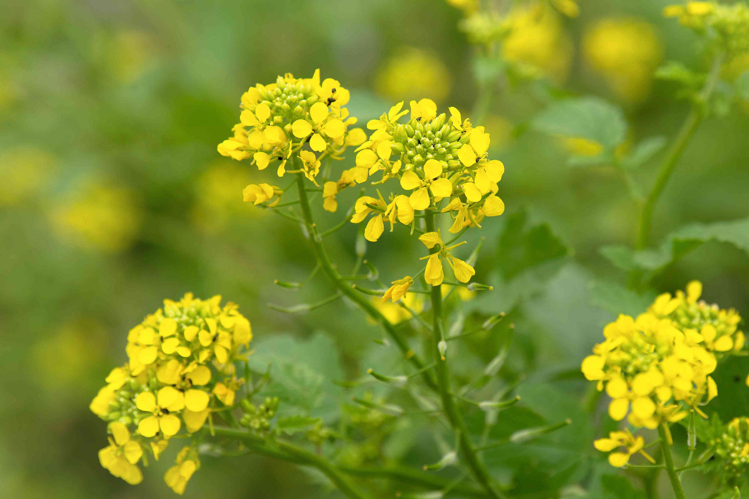 Florida Broadleaf Mustard Seeds