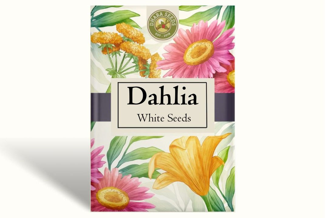 Dahlia Seeds (Decorative) - White Swan