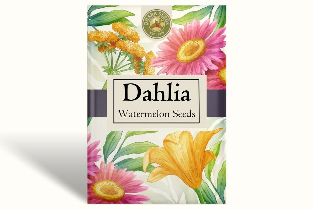 Dahlia Seeds (Dinnerplate) - Penhill Watermelon