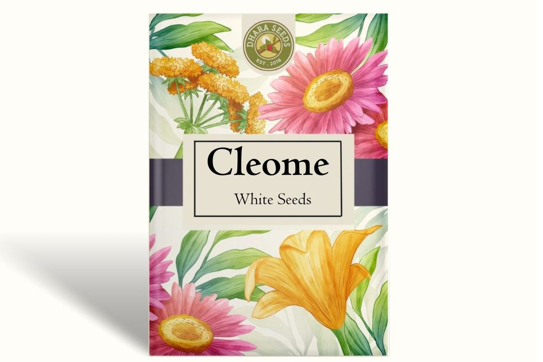 Cleome Seeds - White Queen