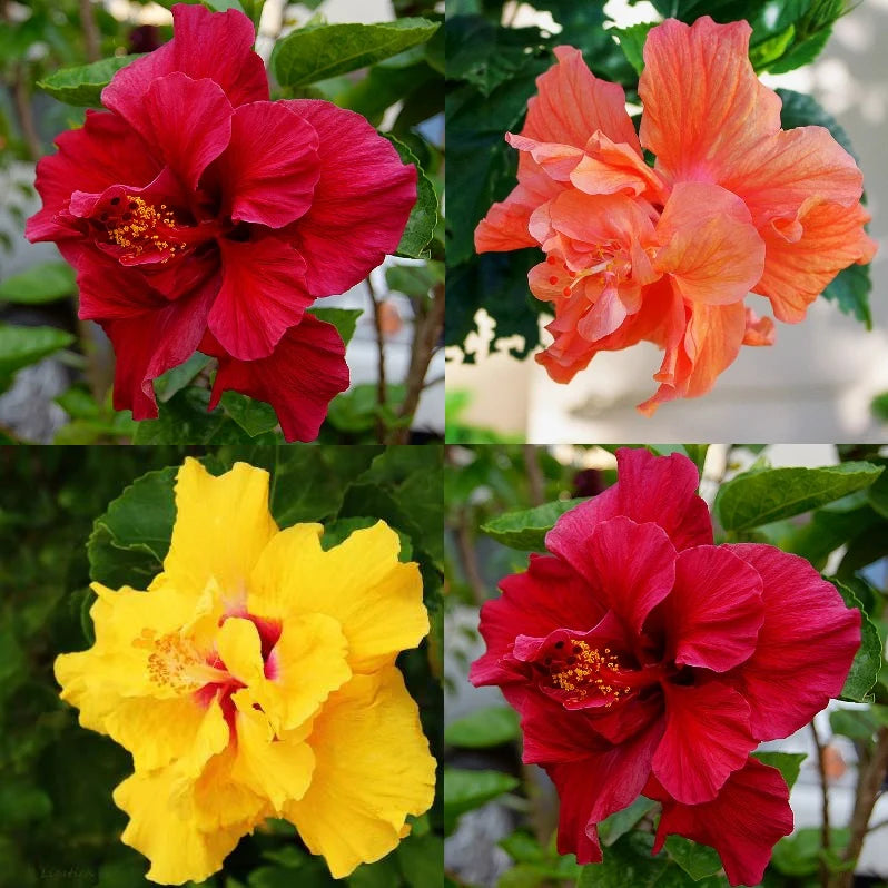 Chinese Hibiscus Hibiscus Rosa-Sinensis Flower Seeds for Planting in home garden and balcony planters