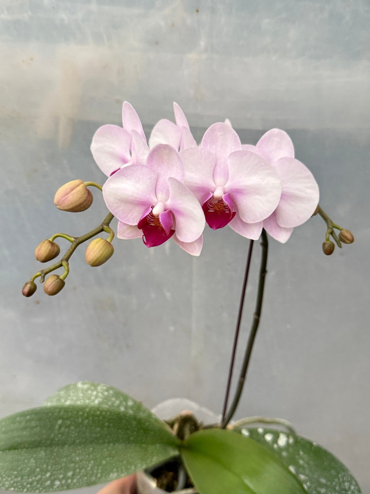 Yellow White Phalaenopsis Orchid Flower Seeds – Heirloom, Non-GMO Seeds for Planting
