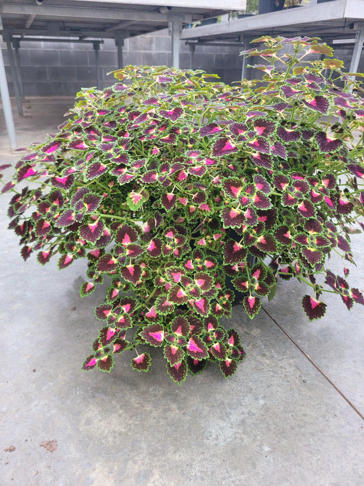 Coleus Lava Rose Seeds