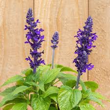 Myosotis Sylvatica Imported heirloom non-gmo organic garden seeds