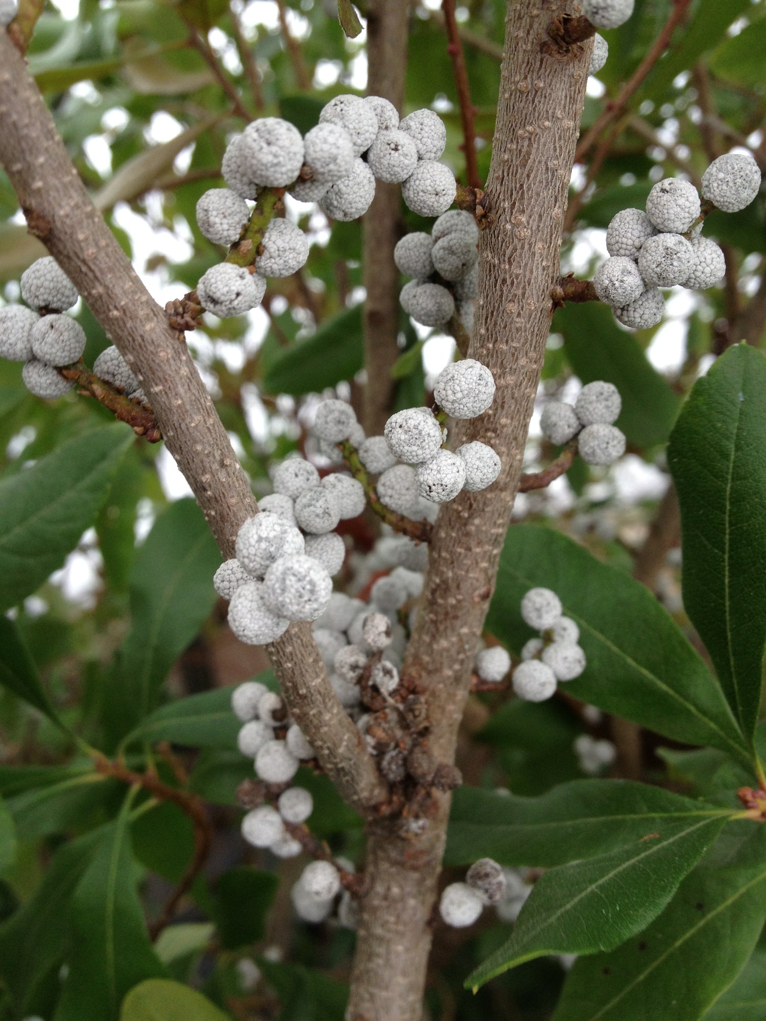 Myrica pennsylvanica Non-GMO seeds for growing green ornamental shrubs