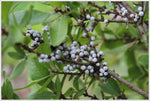 Myrica seeds suitable for hedge and border garden planting