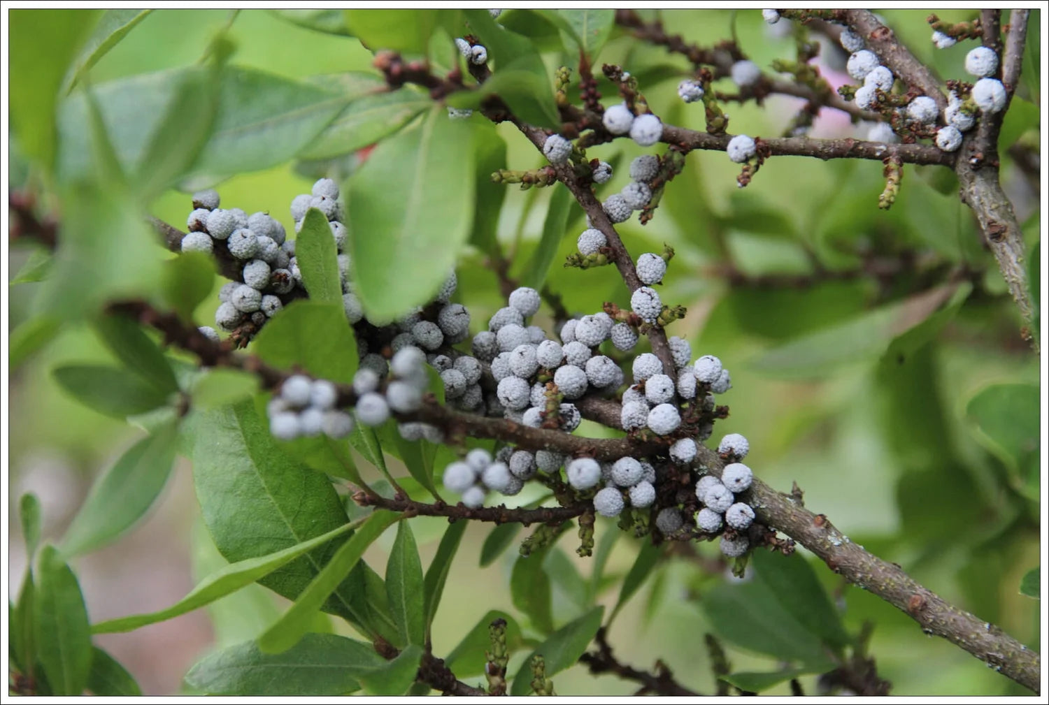 Myrica seeds suitable for hedge and border garden planting